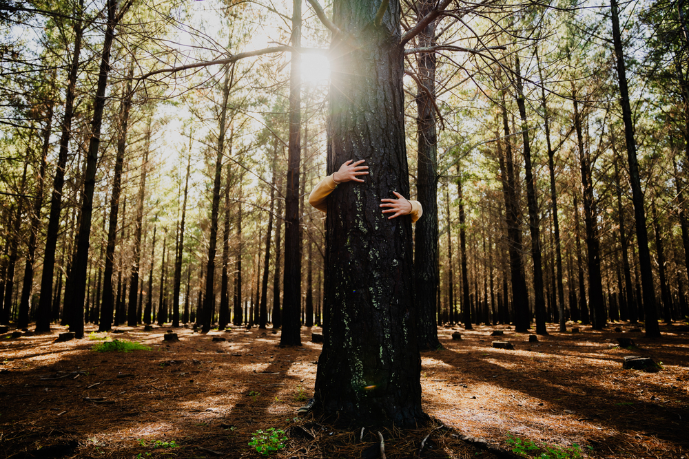 individual tree in the forest