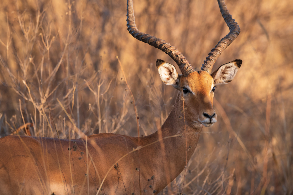 ram in bush by Akeidat Yitzchak